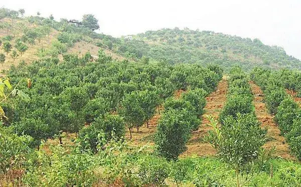 种植果园需要投资多少钱 果园种植规划方案