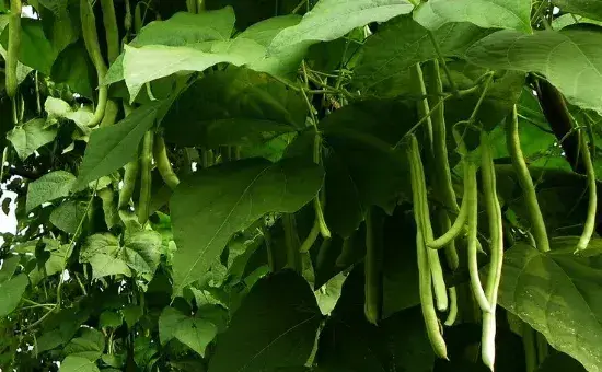 四季豆叶子太多可以摘叶子吗
