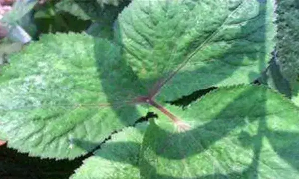 鸭脚板的种植注意什么