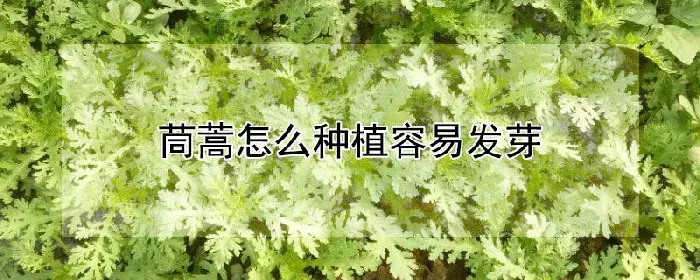 茼蒿怎么种植容易发芽