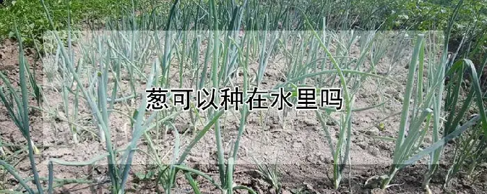 葱可以种在水里吗