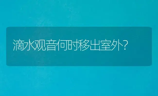 滴水观音何时移出室外？ | 植物问答