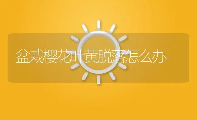 盆栽樱花叶黄脱落怎么办 | 植物知识