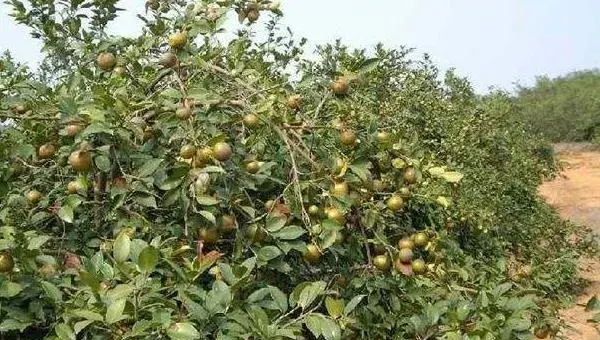 油茶种植密度是多少？种植管理技术