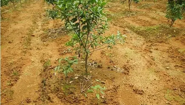 柑桔幼树管理技术