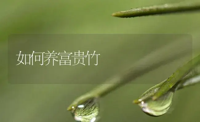 如何养富贵竹 | 植物知识