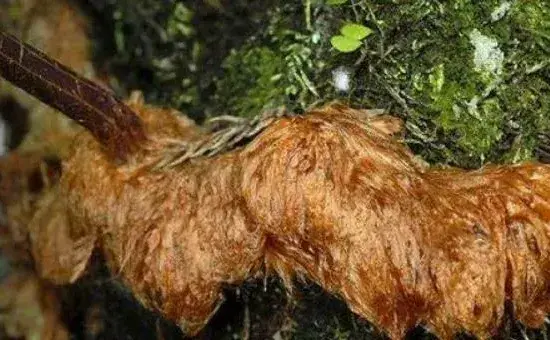 骨碎补种植方法，常浇水保持湿度