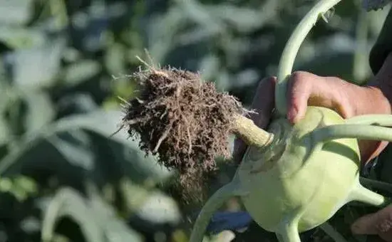 苤蓝种植高产管理方法技术