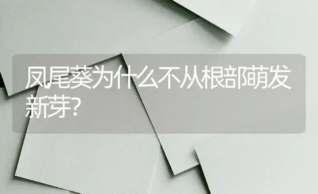 凤尾葵为什么不从根部萌发新芽？ | 植物问答