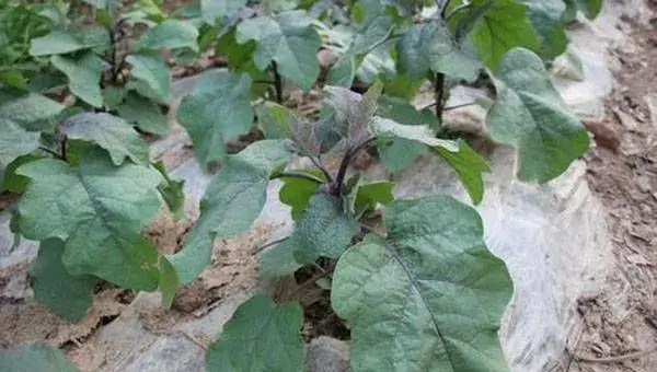 夏播露地茄子高产栽培技术