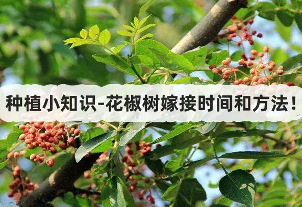 种植小知识-花椒树嫁接时间和方法!