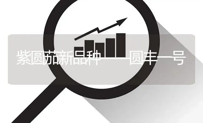 紫圆茄新品种——圆丰一号 | 植物百科
