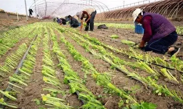 芹菜定植后的管理技术