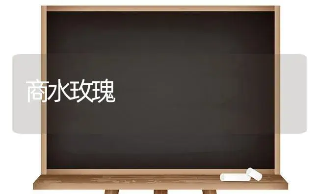 商水玫瑰 | 植物科普