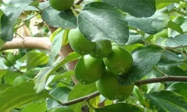 大青枣膨果期管理要点