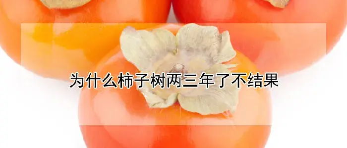 为什么柿子树两三年了不结果