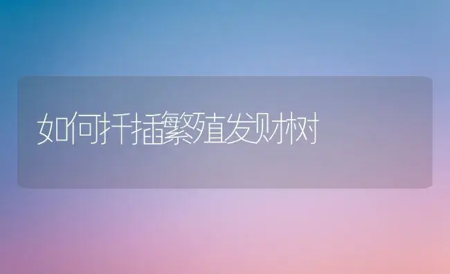 如何扦插繁殖发财树 | 植物知识