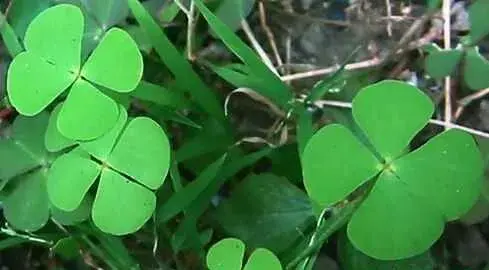 苜蓿草种植方法技术