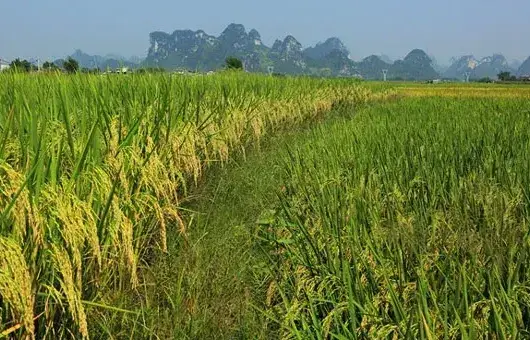 秋分前后的主要农事活动安排