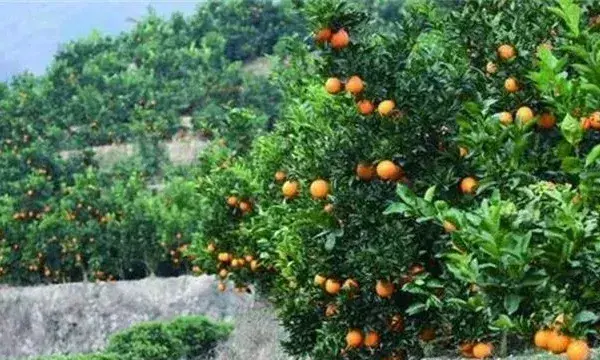 橙子保花保果技术