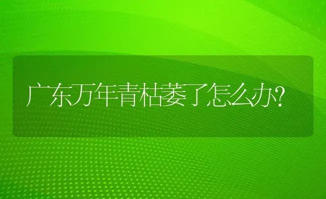 广东万年青枯萎了怎么办？ | 植物问答