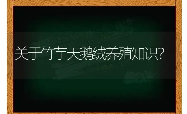 关于竹芋天鹅绒养殖知识？ | 植物问答