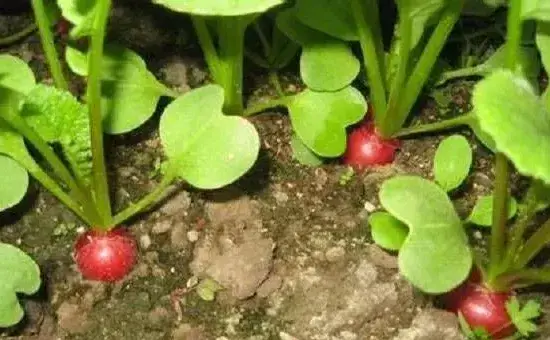 樱桃萝卜好种吗？掌握这4个种植技巧收获快！