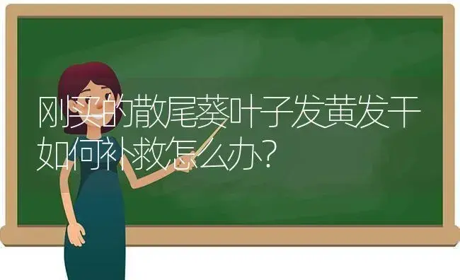 刚买的散尾葵叶子发黄发干如何补救怎么办？ | 植物问答