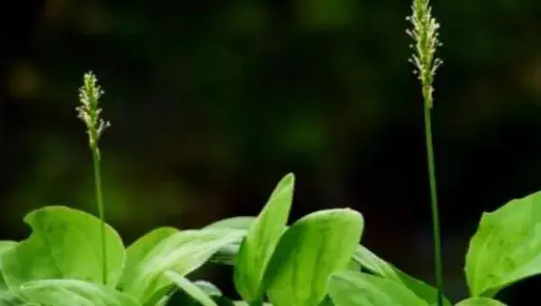 车前草种植经济效益怎样 车前草亩产多少斤