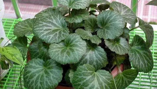 虎耳草怎么养 虎耳草养殖方法与注意事项