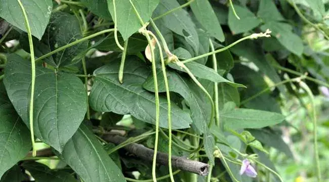 豆角种植有前景吗？豆角怎么种植