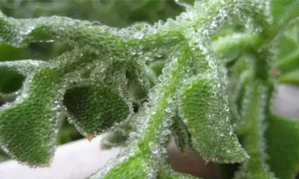 冰菜的田间管理要点
