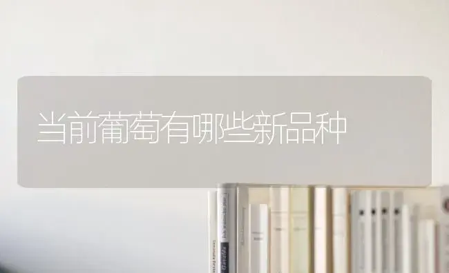 当前葡萄有哪些新品种 | 植物科普