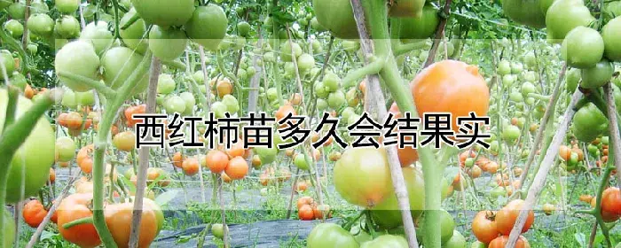 西红柿苗多久会结果实