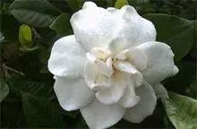 赠送栀子花有什么含义