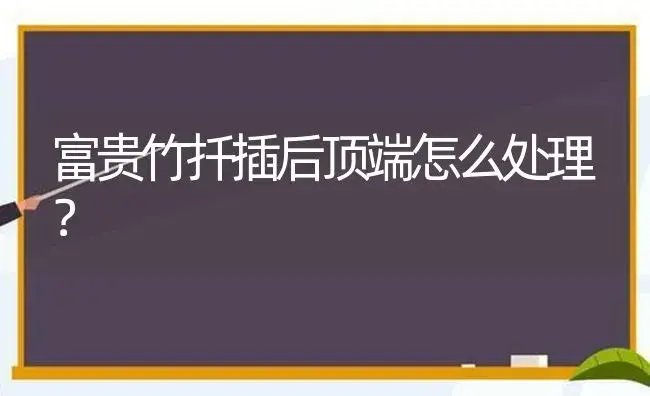 富贵竹扦插后顶端怎么处理？ | 植物问答