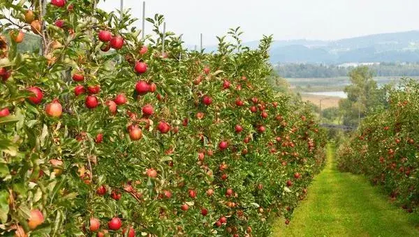 2018种苹果赚钱吗？苹果种植的利润与投资成本及前景预测