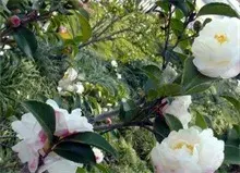 盆栽茶花易枯死的原因及防治办法