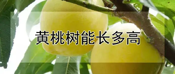 黄桃树能长多高