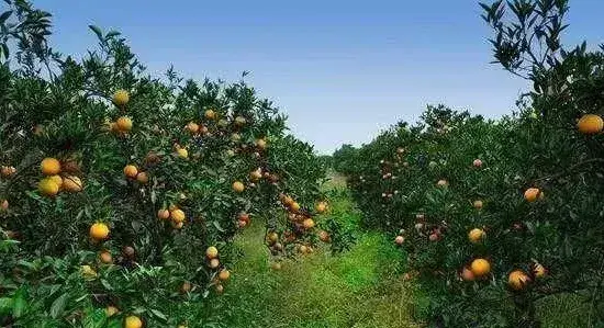 柑橘园冬季需做好哪些管理要点呢