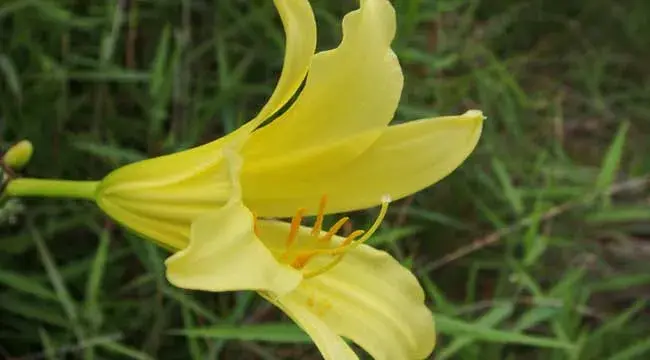 黄花菜种植间距是多少合适