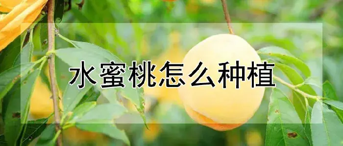 水蜜桃怎么种植