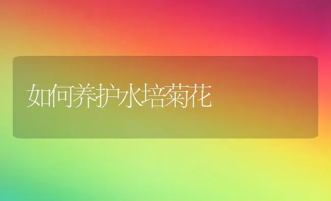 如何养护水培菊花 | 植物知识