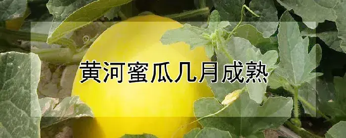 黄河蜜瓜几月成熟