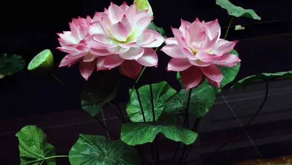 盆栽荷花怎么养 荷花盆景养殖方法与注意事项