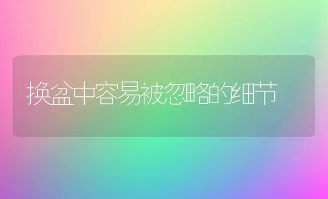 换盆中容易被忽略的细节 | 植物科普