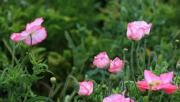 虞美人怎么种 虞美人种植方法与注意事项