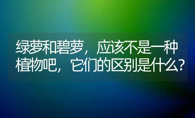 绿萝和碧萝，应该不是一种植物吧，它们的区别是什么？ | 植物问答