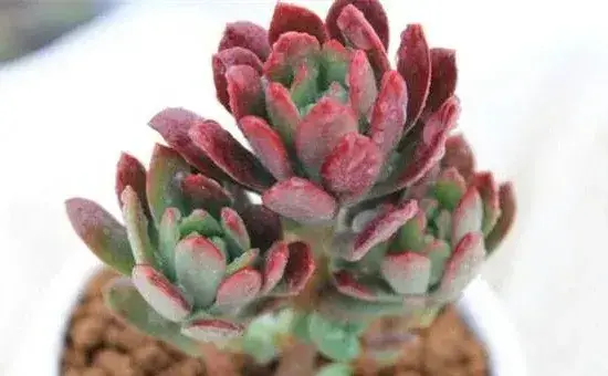 红稚莲的养殖方法及繁殖技术