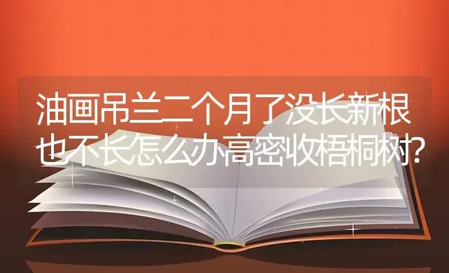 油画吊兰二个月了没长新根也不长怎么办高密收梧桐树？ | 植物问答